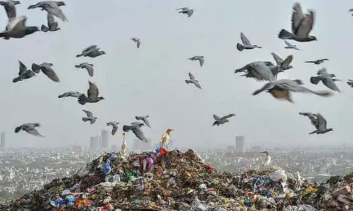एनजीटी ने कहा, गुरुग्राम लैंडफिल से पर्यावरण को खतरा