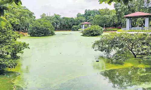 शैवाल ने KLN पार्क झील को अवरुद्ध कर दिया, सनथनगर में बथुकम्मा उत्सव को खतरा है
