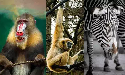 Hyderabad Zoo दशकों बाद मैनड्रिल, हूलॉक गिब्बन और ज़ेब्रा का स्वागत करेगा