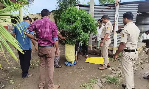 ₹12 लाख मूल्य का गांजा जब्त: आरोपी गिरफ्तार
