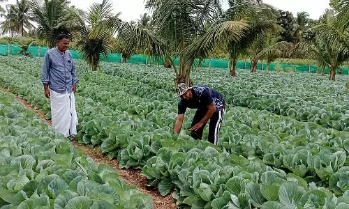 Halebidu : उठी हुई क्यारी विधि से गोभी उगाना