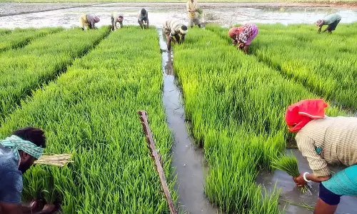 Yalandur : उत्तर भारतीय धान की रोपाई में शामिल हो रहे