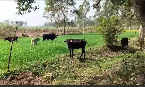 निराशा के खेत, आवारा पशुओं के कारण Himachal के किसान खेतों को खाली छोड़ रहे निराशा के खेत, आवारा पशुओं के कारण Himachal के किसान खेतों को खाली छोड़ रहे