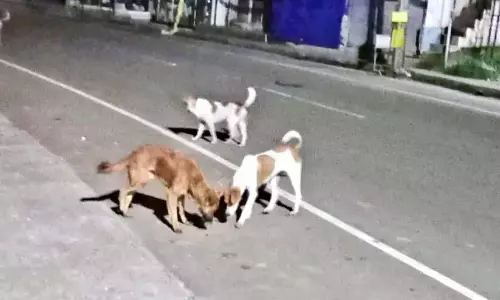 Kerala : पोझुथाना में गली के कुत्ते का हमला, दो लोगों को काटा Kerala : पोझुथाना में गली के कुत्ते का हमला, दो लोगों को काटा