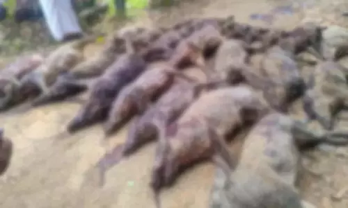 Kerala : ओट्टापल्लम में 24 जंगली सूअर मारे गए Kerala : ओट्टापल्लम में 24 जंगली सूअर मारे गए