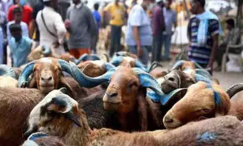 Jagtial का अनोखा लकी ड्रॉ: इनाम में बकरियां, बीयर और चिकन