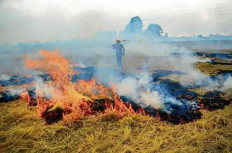 SC की फटकार के बावजूद, राज्य ने पराली जलाने वाले किसानों पर अभी तक कोई कार्रवाई नहीं की SC की फटकार के बावजूद, राज्य ने पराली जलाने वाले किसानों पर अभी तक कोई कार्रवाई नहीं की
