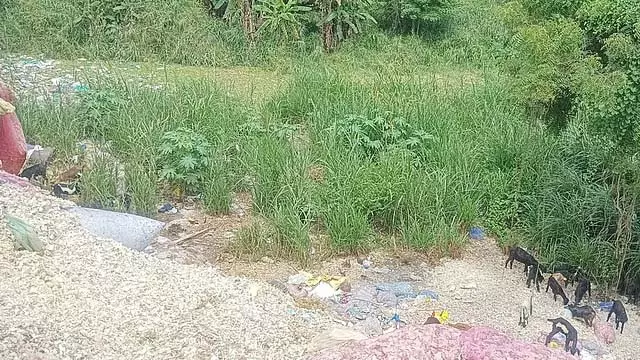 वडुगापट्टी पंचायत में फेंके गए प्लास्टिक बैग पर्यावरण के लिए खतरा वडुगापट्टी पंचायत में फेंके गए प्लास्टिक बैग पर्यावरण के लिए खतरा