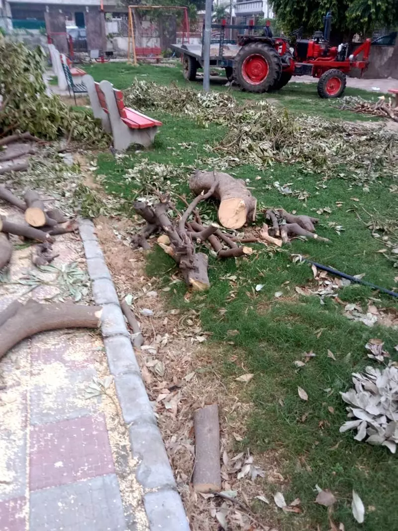NGT ने अवैध पेड़ कटाई मामले में पानीपत प्रशासन को क्यों फटकार लगाई NGT ने अवैध पेड़ कटाई मामले में पानीपत प्रशासन को क्यों फटकार लगाई