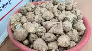 Jaipur: काली हल्दी की खेती, कैंसर से अस्थमा तक के लिए लाभकारी Jaipur: काली हल्दी की खेती, कैंसर से अस्थमा तक के लिए लाभकारी
