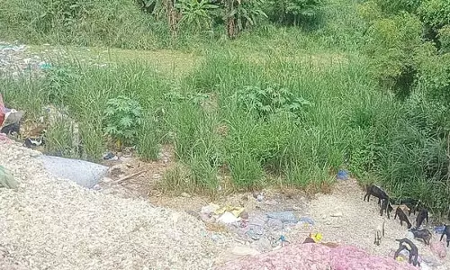 वडुगापट्टी पंचायत में फेंके गए प्लास्टिक बैग पर्यावरण के लिए खतरा वडुगापट्टी पंचायत में फेंके गए प्लास्टिक बैग पर्यावरण के लिए खतरा