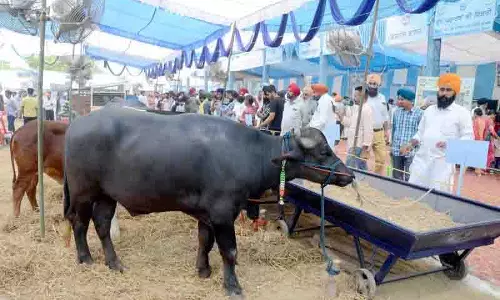 Vet University 26, 27 सितंबर को पशु पालन मेले की मेजबानी करेगी