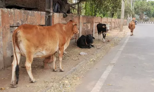 Hisar में त्यौहार का खाना खाने से 20 से ज़्यादा आवारा गायों की मौत Hisar में त्यौहार का खाना खाने से 20 से ज़्यादा आवारा गायों की मौत
