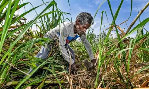 Bareilly: बकाया राशि न मिलने पर किसानों ने गन्ना आपूर्ति ठप की