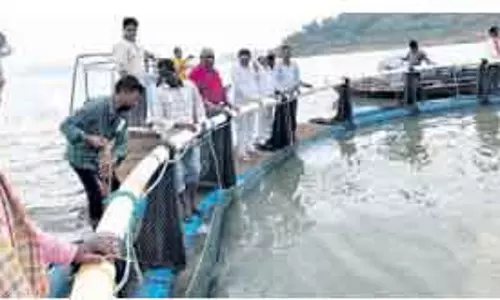 Bhawanipatna ‘इंद्रावती मछली’ ब्रांड बनाने की योजना पर काम जारी