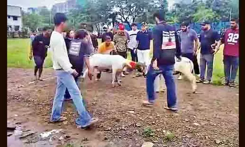 पुलिस ने भेड़ों की लड़ाई से जुड़े अवैध जुआ रैकेट का भंडाफोड़ किया पुलिस ने भेड़ों की लड़ाई से जुड़े अवैध जुआ रैकेट का भंडाफोड़ किया