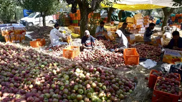 Srinagar: कश्मीर के सेब उद्योग की चिंता, पूर्व अधिकारी ने चेताया