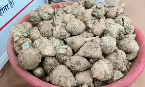 Jaipur: काली हल्दी की खेती, कैंसर से अस्थमा तक के लिए लाभकारी Jaipur: काली हल्दी की खेती, कैंसर से अस्थमा तक के लिए लाभकारी