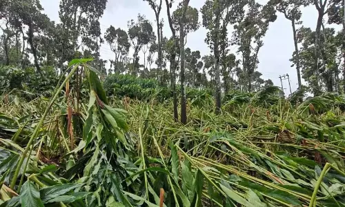 प्रतिकूल मौसम की स्थिति; जिले में 5 करोड़ की फसल का नुकसान