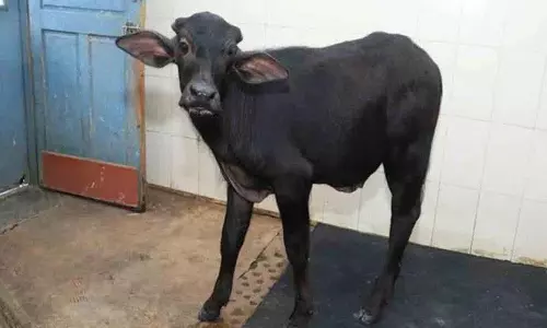 भैंस के बछड़े से बलात्कार.. मालिक ने हवस के शिकार व्यक्ति को पीट-पीटकर मार डाला भैंस के बछड़े से बलात्कार.. मालिक ने हवस के शिकार व्यक्ति को पीट-पीटकर मार डाला