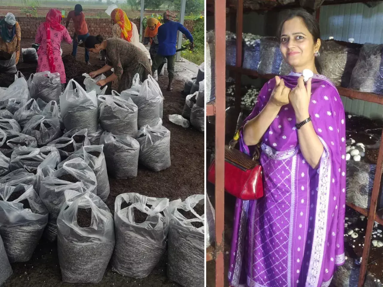 Sonipat: प्रोफेसर की मशरूम खेती से हरियाणा के गाँव में आया बदलाव Sonipat: प्रोफेसर की मशरूम खेती से हरियाणा के गाँव में आया बदलाव