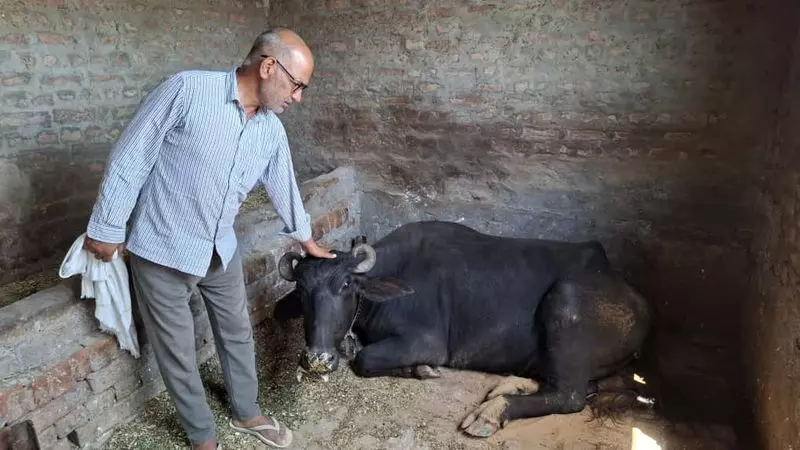Hisar के एक गांव में संदिग्ध वायरल संक्रमण से 10 मवेशियों की मौत Hisar के एक गांव में संदिग्ध वायरल संक्रमण से 10 मवेशियों की मौत