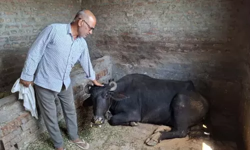 Hisar के एक गांव में संदिग्ध वायरल संक्रमण से 10 मवेशियों की मौत Hisar के एक गांव में संदिग्ध वायरल संक्रमण से 10 मवेशियों की मौत