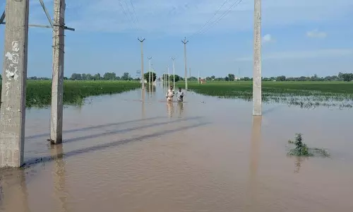 क्षारीय मिट्टी और खराब जल निकासी के कारण 5.27 लाख एकड़ भूमि खेती के लायक नहीं शैलजा