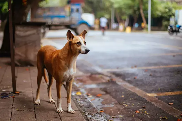 Kerala में आवारा कुत्ते से बचने के लिए ऑटो-रिक्शा पलटने से 11 साल की बच्ची की मौत