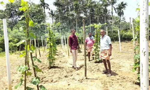 Kerala : अतिरिक्त 679 हेक्टेयर में सब्जी की खेती Kerala : अतिरिक्त 679 हेक्टेयर में सब्जी की खेती