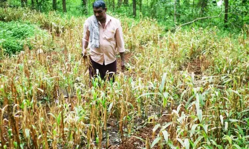 Kerala : मालाबार क्षेत्र के अदरक किसान चिंतित Kerala : मालाबार क्षेत्र के अदरक किसान चिंतित
