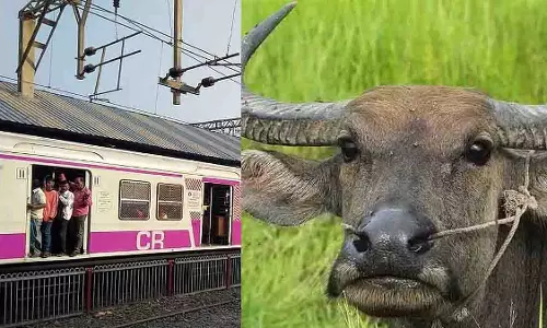 वांगनी-बदलापुर के बीच ट्रेन सेवा भैंस की चपेट में आने से बाधित
