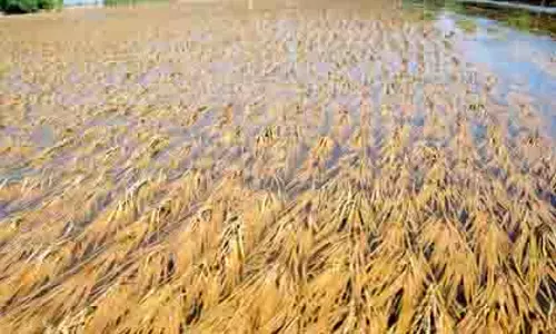 Punjab: बाढ़ प्रभावित किसानों को दो लाख क्विंटल गेहूं के बीज उपलब्ध कराएगा