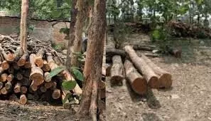 Pratapgarh :थाने के गोदाम से चोरी हुए सागौन के 73 लट्ठे गायब Pratapgarh :थाने के गोदाम से चोरी हुए सागौन के 73 लट्ठे गायब