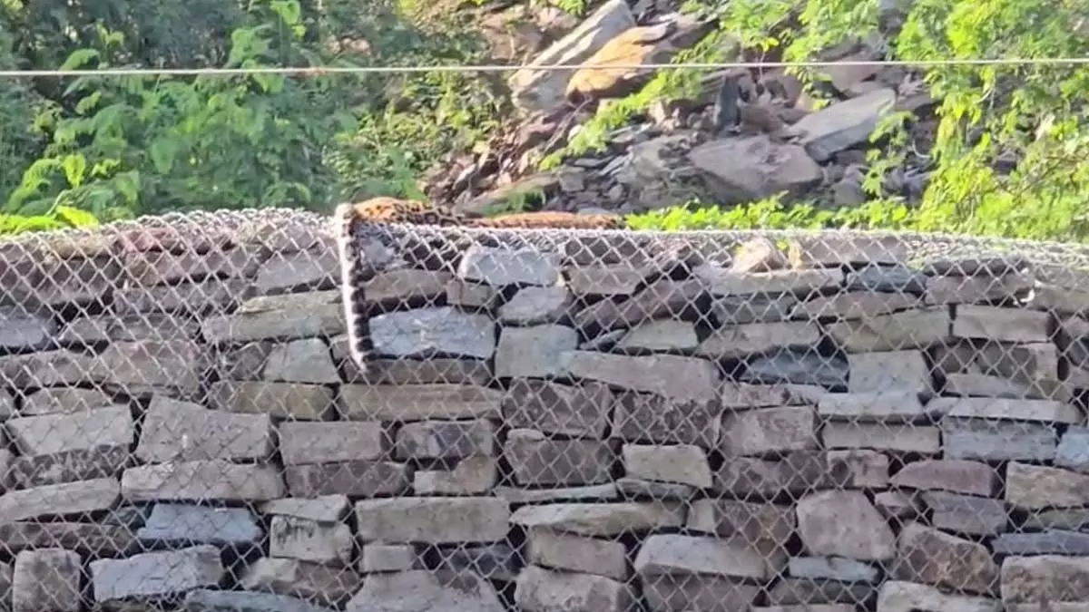 MP : पन्ना हीरा खदान में 11000 केवी हाईटेंशन तार से तेंदुए की मौत MP : पन्ना हीरा खदान में 11000 केवी हाईटेंशन तार से तेंदुए की मौत