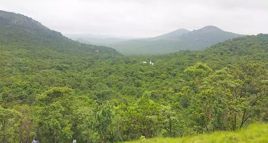 Tumkur : हर साल 3,000 पेड़ काटे जाते हैं Tumkur : हर साल 3,000 पेड़ काटे जाते हैं
