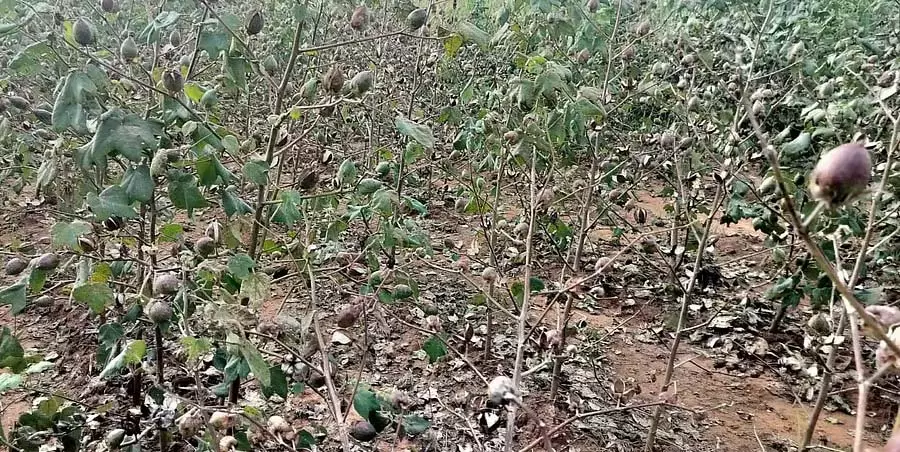 कपास में फूल नहीं खिल रहे: किसान संकट में कपास में फूल नहीं खिल रहे: किसान संकट में