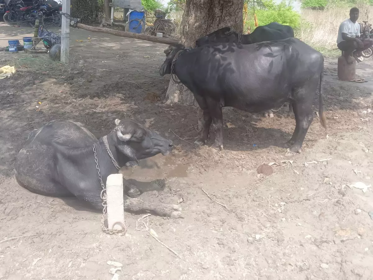 Farrukhabad: खुरपका-मुंहपका बीमारी ने मचाई दहशत Farrukhabad: खुरपका-मुंहपका बीमारी ने मचाई दहशत