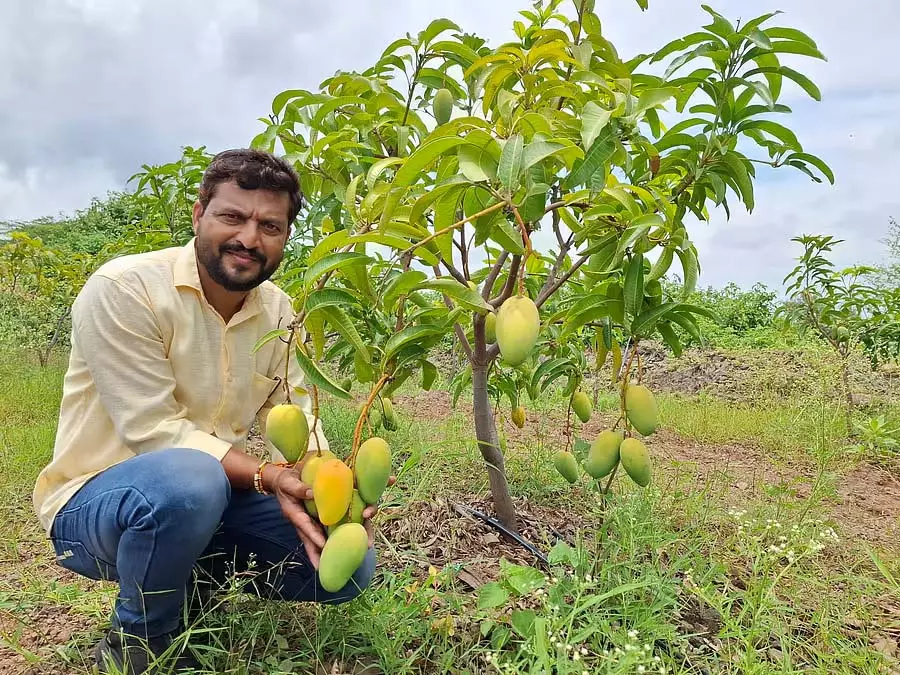 Karnataka : विनलैंड में थाईलैंड आम का मौसम Karnataka : विनलैंड में थाईलैंड आम का मौसम