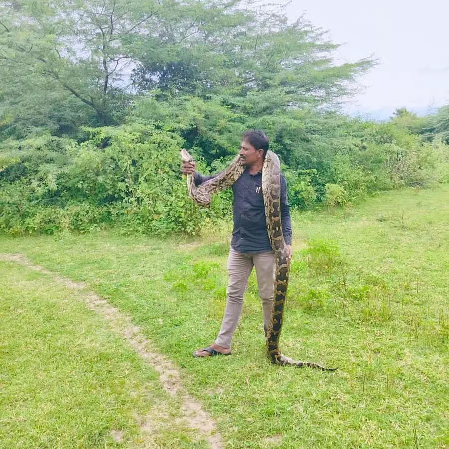 Karnataka : गन्ने की कटाई के दौरान एक विशाल अजगर मिला Karnataka : गन्ने की कटाई के दौरान एक विशाल अजगर मिला
