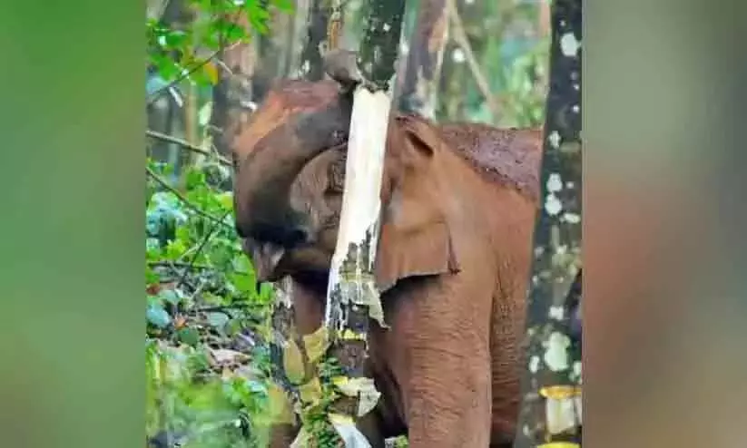 Kerala : जंगली जानवरों के एक समूह ने अरलम फार्म के रबर बागान में तबाही मचाई Kerala : जंगली जानवरों के एक समूह ने अरलम फार्म के रबर बागान में तबाही मचाई