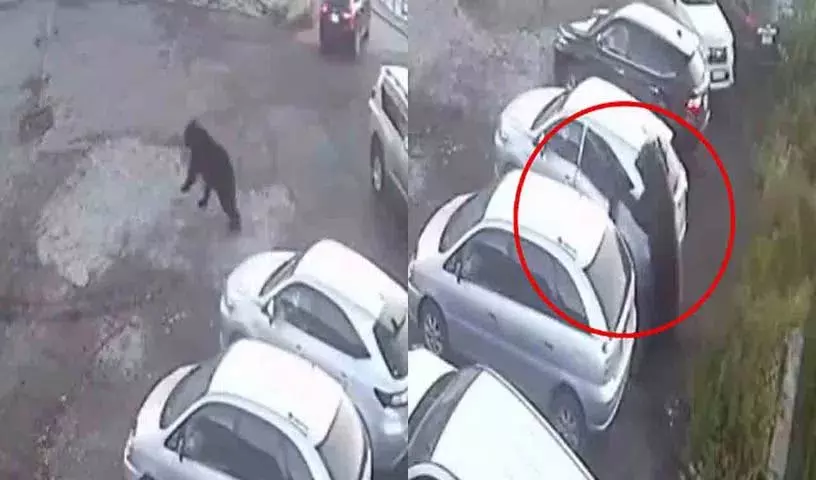 पार्किंग क्षेत्र में भालू का हमला.. आगे क्या हुआ? पार्किंग क्षेत्र में भालू का हमला.. आगे क्या हुआ?