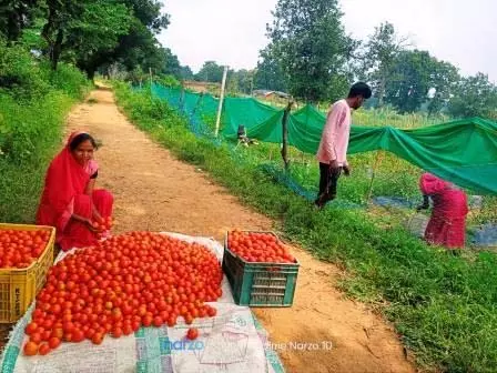 टमाटर की लालिमा से खिला भविष्य, महज 50 हजार के ऋण से शुरू हुआ सफर टमाटर की लालिमा से खिला भविष्य, महज 50 हजार के ऋण से शुरू हुआ सफर