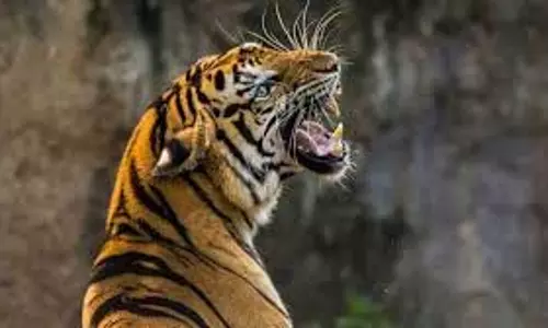Maharashtra: टाइगर रिजर्व में बाघ के हमले में युवक की मौत