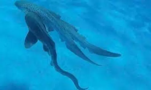 Leopard Shark Mating : 90 मिनट का चौंकाने वाला नजारा,समुद्र में 3 शार्क ने किया कुछ ऐसा Leopard Shark Mating : 90 मिनट का चौंकाने वाला नजारा,समुद्र में 3 शार्क ने किया कुछ ऐसा