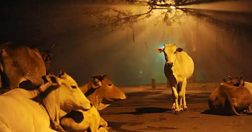 Haridwar: गौकशी के लिए बैल ले जाते समय युवक गिरफ्तार Haridwar: गौकशी के लिए बैल ले जाते समय युवक गिरफ्तार