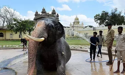 दशहरा जुलूस: कैंप हाथियों की बढ़ी मांग, वन विभाग रोबोटिक हाथियों के इस्तेमाल पर कर रहा विचार दशहरा जुलूस: कैंप हाथियों की बढ़ी मांग, वन विभाग रोबोटिक हाथियों के इस्तेमाल पर कर रहा विचार