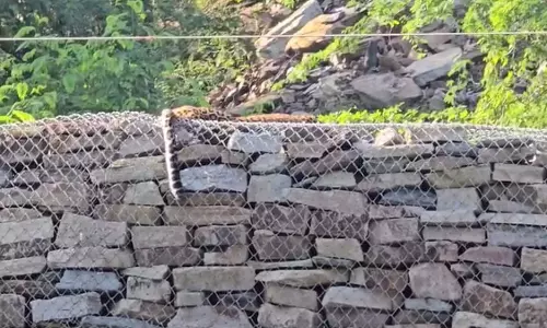 MP : पन्ना हीरा खदान में 11000 केवी हाईटेंशन तार से तेंदुए की मौत MP : पन्ना हीरा खदान में 11000 केवी हाईटेंशन तार से तेंदुए की मौत