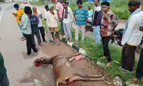 Hoskote : वाहन की टक्कर से हिरण की मौत Hoskote : वाहन की टक्कर से हिरण की मौत