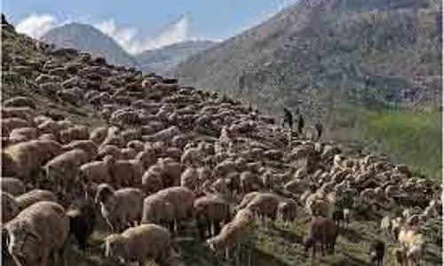 SKUAST-K ने गुरेज़ में 5 उन्नत भेड़ इकाइयाँ स्थापित कीं SKUAST-K ने गुरेज़ में 5 उन्नत भेड़ इकाइयाँ स्थापित कीं